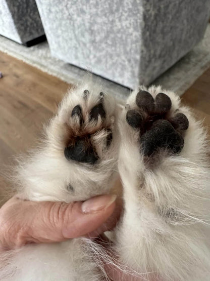 LED Waterproof Pet Paw Trimmer