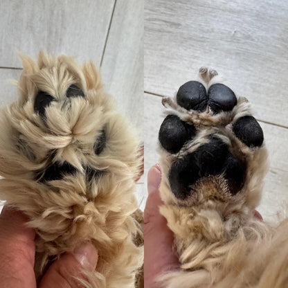 ✨ Paw Clean-Up Trio (Cup + Quick-Dry Cloth + Waterproof LED Paw Trimmer)
